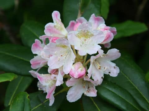 Rhododendron brachycarpum