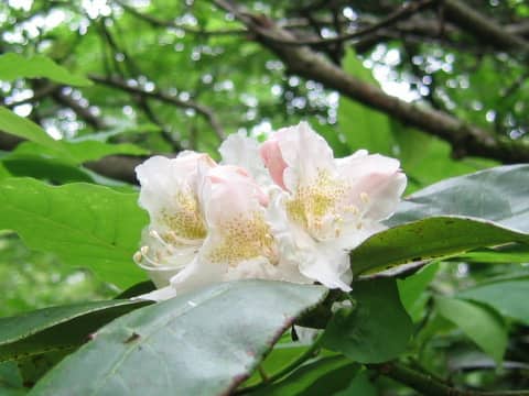 Rhododendron brachycarpum