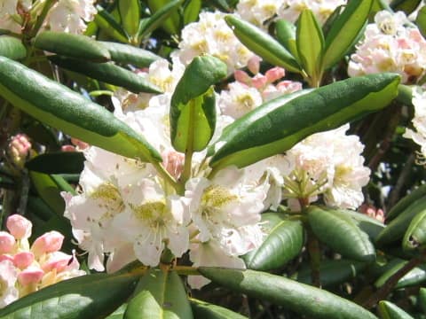 Rhododendron brachycarpum
