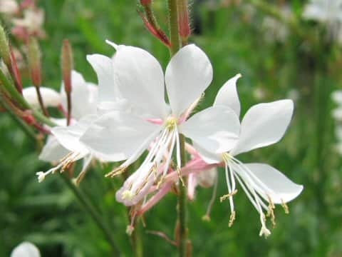 Gaura lindheimer
