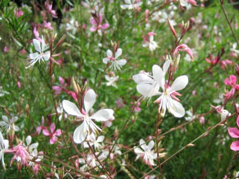 Gaura lindheimer