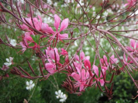 Gaura lindheimer