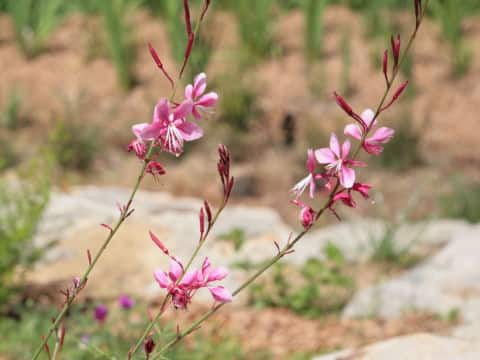 Gaura lindheimer
