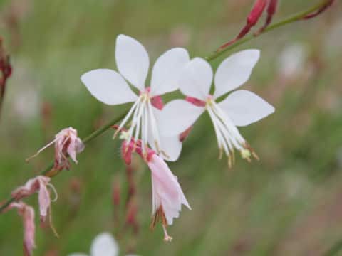 Gaura lindheimer cv. Corrie's Gold