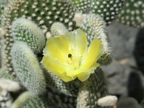 Opuntia microdasys var. albispina