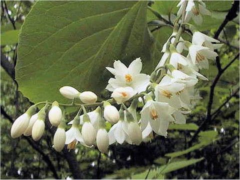 Styrax obassia