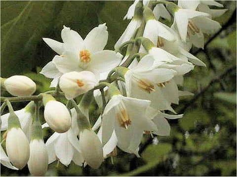 Styrax obassia