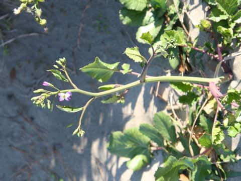 Raphanus sativus var. raphanistroides