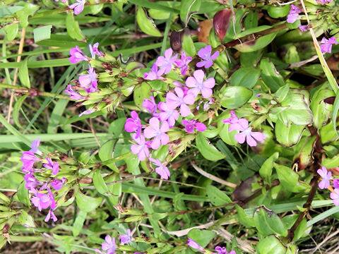 Dianthus japonicus