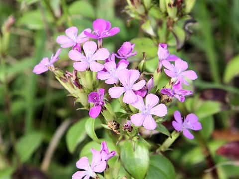 Dianthus japonicus