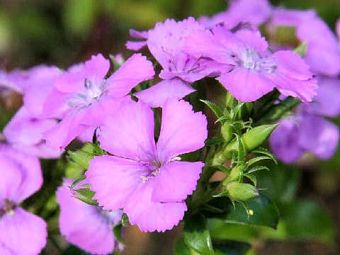 Dianthus japonicus