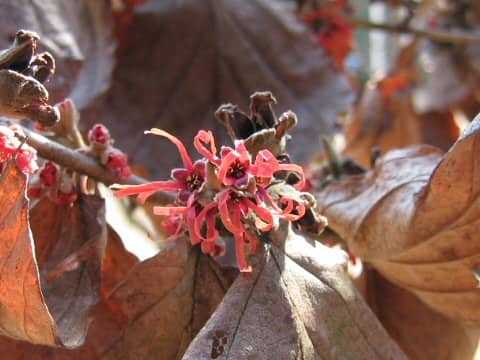 Hamamelis x intermedia
