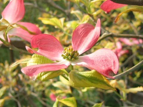 Cornus florida