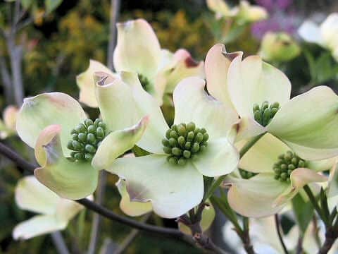 Cornus florida