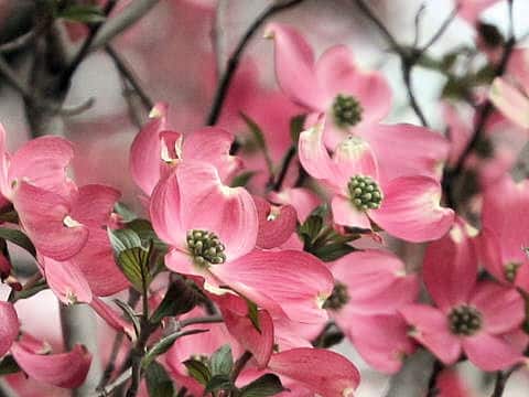 Cornus florida