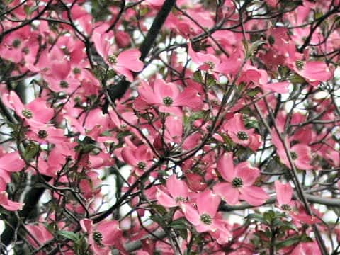 Cornus florida