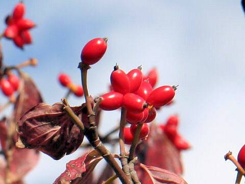 Cornus florida