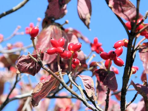 Cornus florida