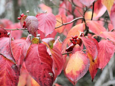 Cornus florida