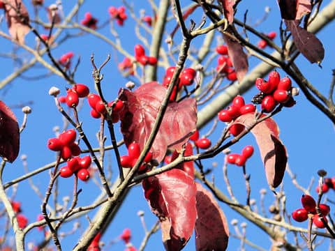 Cornus florida