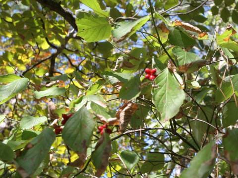 Cornus florida