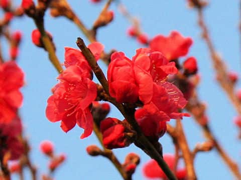 Prunus persica