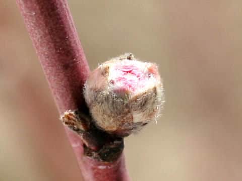 Prunus persica