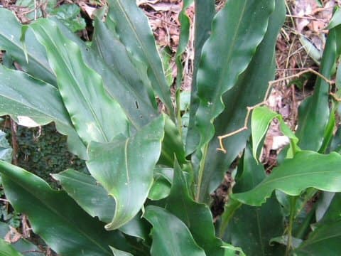 Alpinia japonica