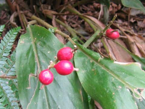 Alpinia japonica