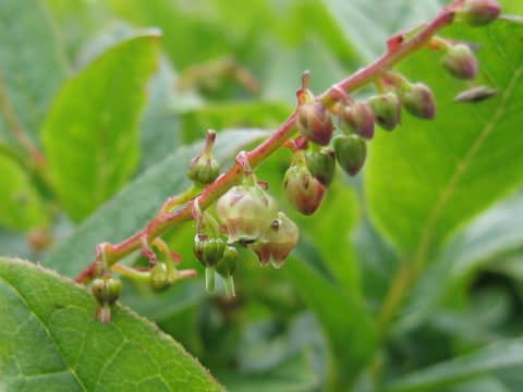 Leucothoe grayana