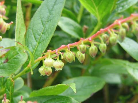 Leucothoe grayana