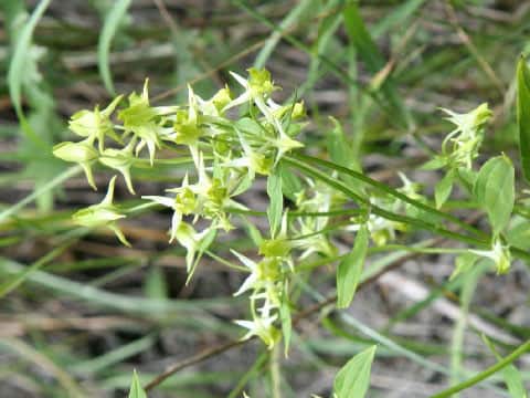 Halenia corniculata