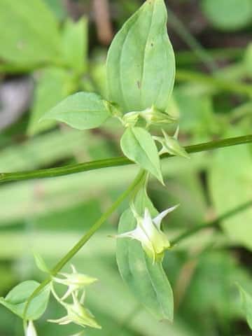 Halenia corniculata