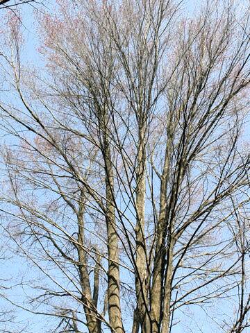 Acer pycnanthum