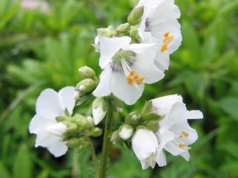 Polemonium kiushianum