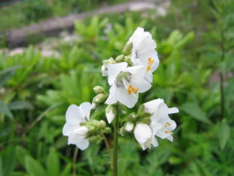 Polemonium kiushianum