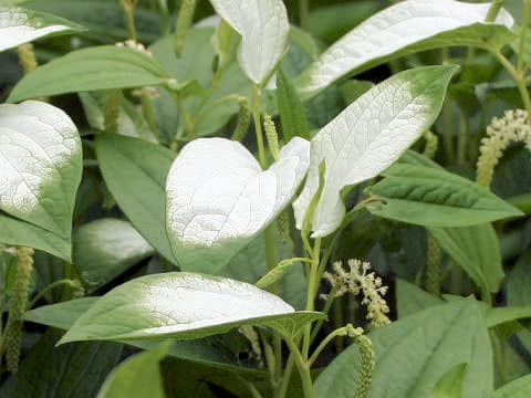 Saururus chinensis