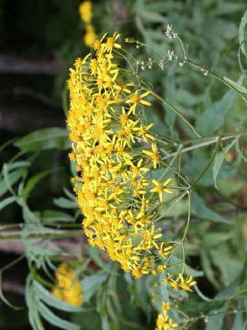 Senecio cannabifolius