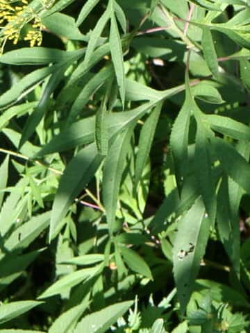 Senecio cannabifolius
