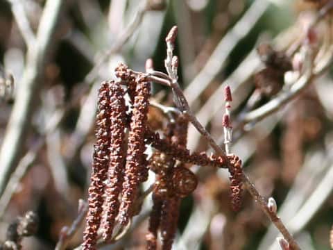 Alnus japonica