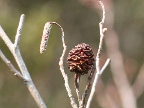 Alnus japonica