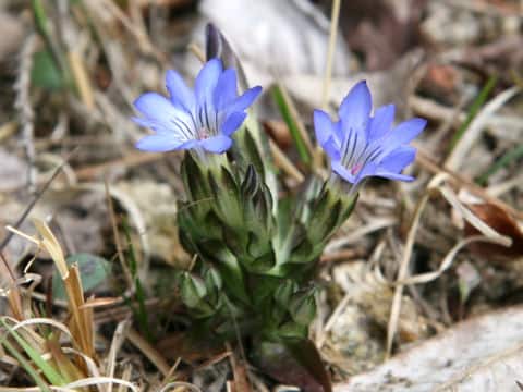 Gentiana thunbergii