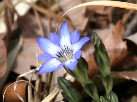 Gentiana thunbergii