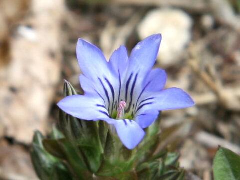 Gentiana thunbergii