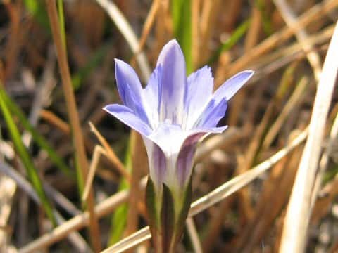 Gentiana thunbergii