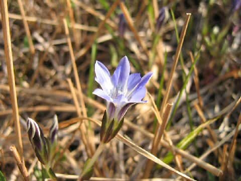 Gentiana thunbergii