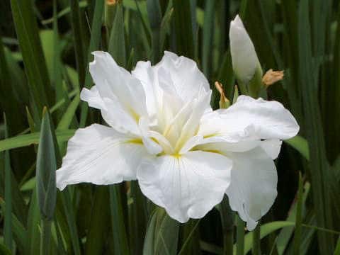 Iris ensata cv. 宮の白菊