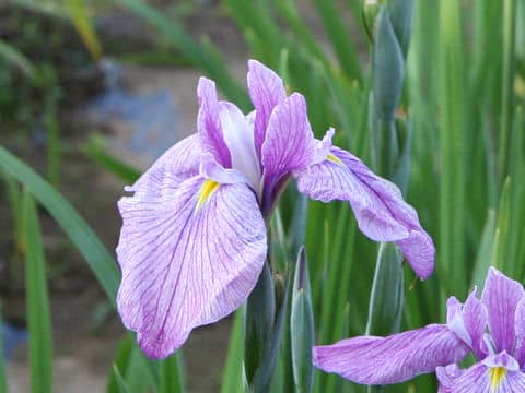 Iris ensata cv. 辰野