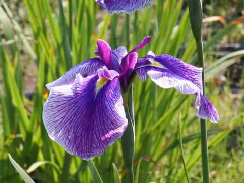 Iris ensata cv. 誰が袖