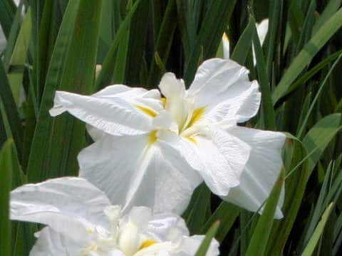 Iris ensata cv. 姫小町